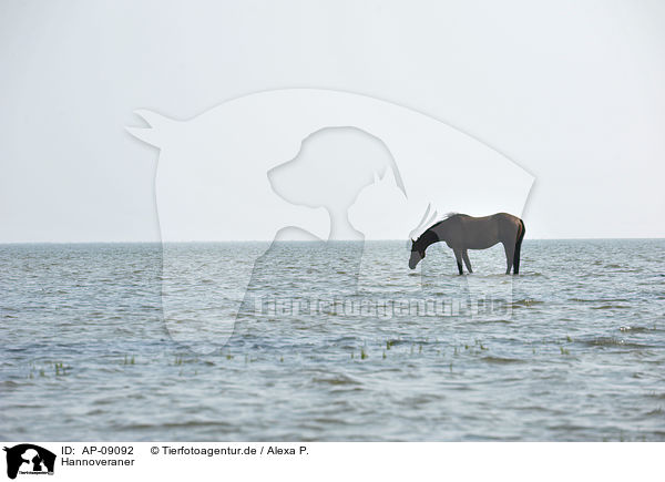 Hannoveraner / AP-09092