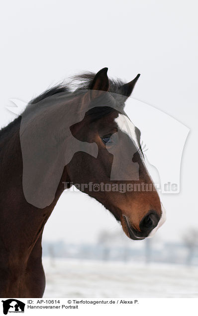Hannoveraner Portrait / Hanoverian horse portrait / AP-10614