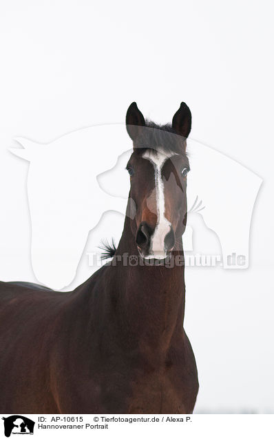 Hannoveraner Portrait / Hanoverian horse portrait / AP-10615
