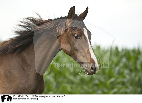 Hannoveraner Jhrling / Hanoverian yearling / AP-11204