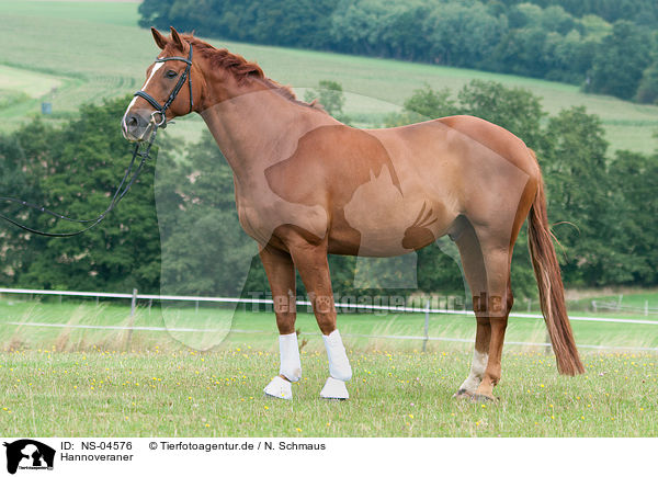 Hannoveraner / Hanoverian / NS-04576