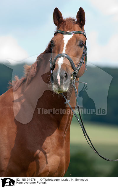 Hannoveraner Portrait / Hanoverian Portrait / NS-04578