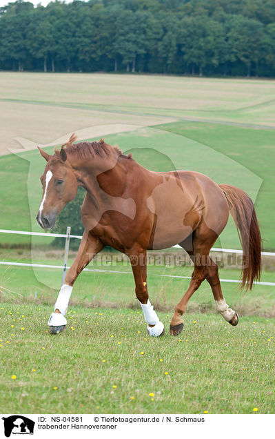 trabender Hannoveraner / trotting Hanoverian / NS-04581