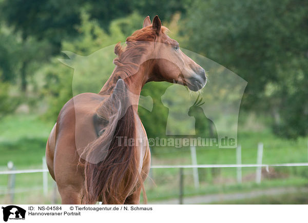 Hannoveraner Portrait / Hanoverian Portrait / NS-04584