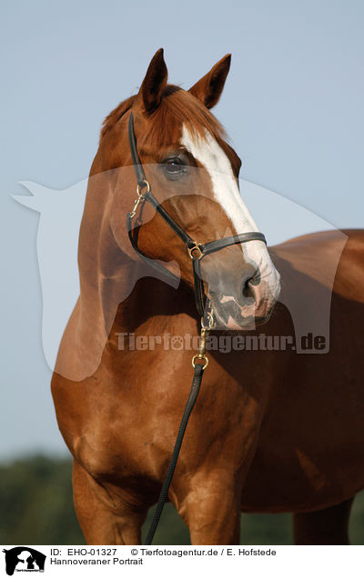 Hannoveraner Portrait / Hanoverian Portrait / EHO-01327