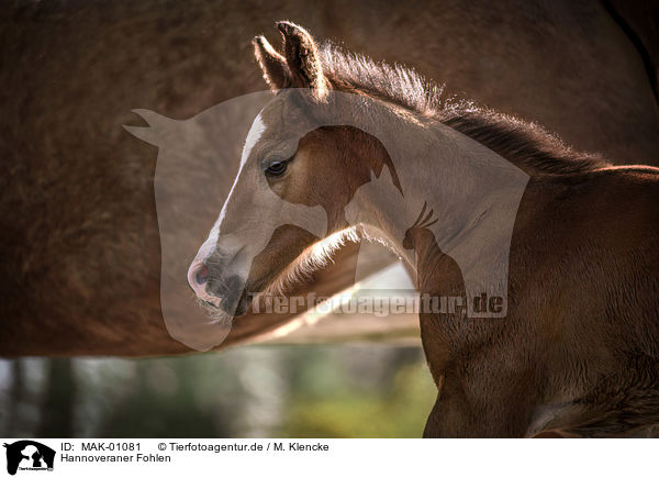Hannoveraner Fohlen / Hanoverian foal / MAK-01081