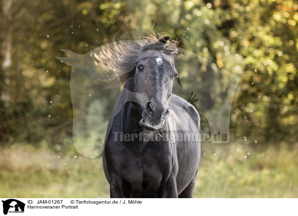Hannoveraner Portrait / Hanoverian Horse portrait / JAM-01267