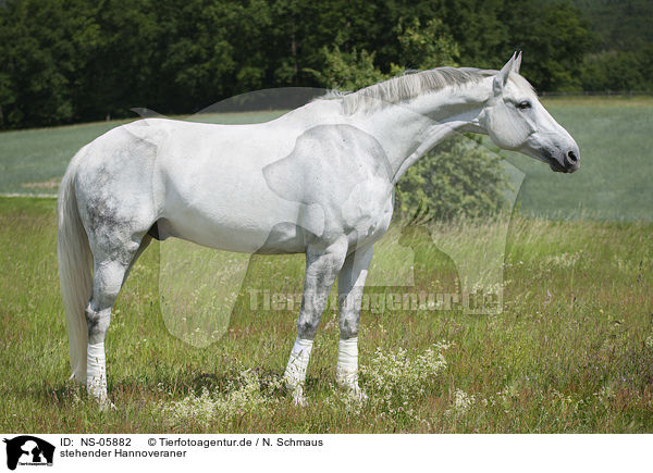 stehender Hannoveraner / standing Hanoverian Horse / NS-05882