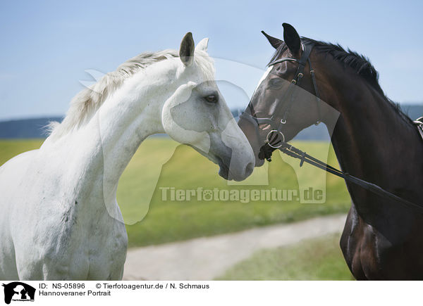 Hannoveraner Portrait / Hanoverian Horses portrait / NS-05896