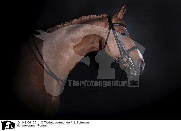 Hannoveraner Portrait / Hanoverian Horse portrait / NS-06150