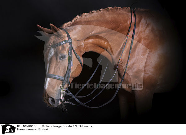 Hannoveraner Portrait / Hanoverian Horse portrait / NS-06158