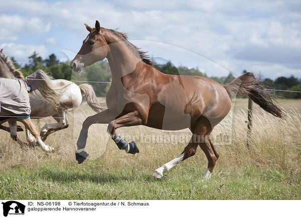 galoppierende Hannoveraner / galloping Hanoverian Horses / NS-06198