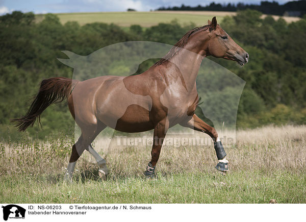 trabender Hannoveraner / trotting Hanoverian Horse / NS-06203
