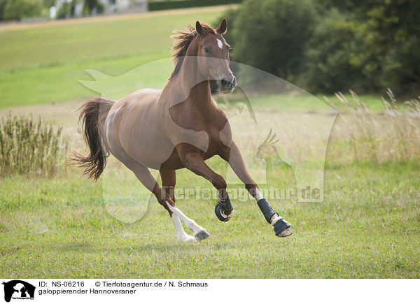 galoppierender Hannoveraner / galloping Hanoverian Horse / NS-06216