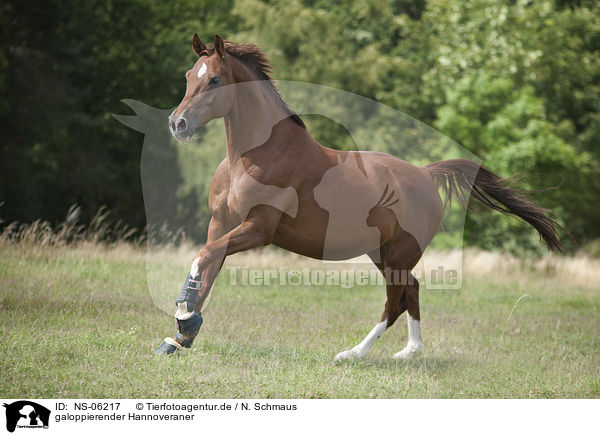 galoppierender Hannoveraner / galloping Hanoverian Horse / NS-06217