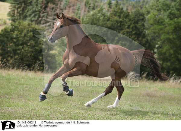 galoppierender Hannoveraner / galloping Hanoverian Horse / NS-06218