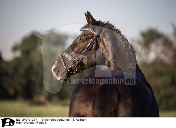 Hannoveraner Portrait / JRO-01267