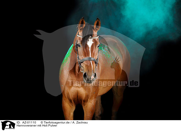 Hannoveraner mit Holi Pulver / Hanoverian Horse with holi powder / AZ-01110