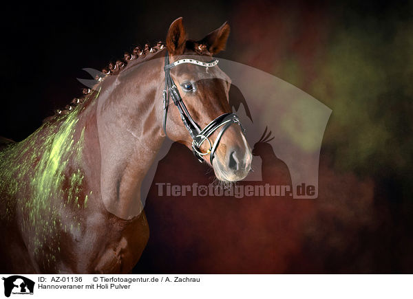 Hannoveraner mit Holi Pulver / Hanoverian Horse with holi powder / AZ-01136