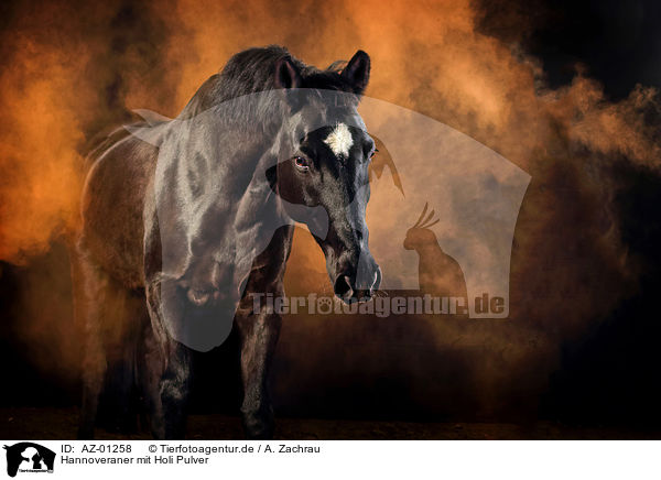 Hannoveraner mit Holi Pulver / Hanoverian Horse with holi powder / AZ-01258