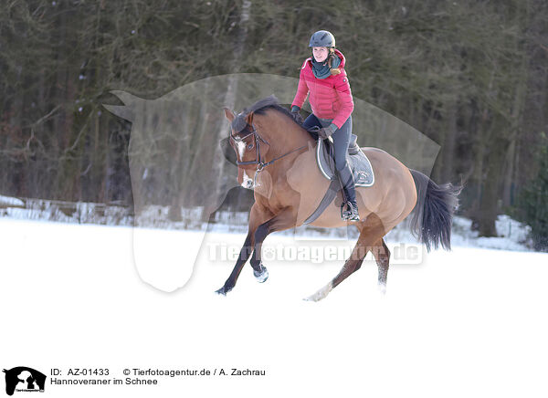 Hannoveraner im Schnee / AZ-01433