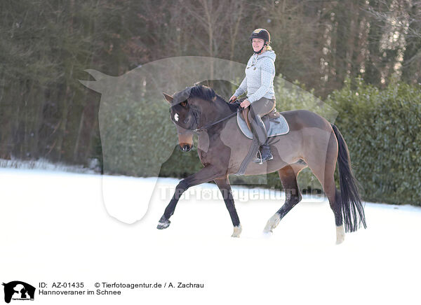 Hannoveraner im Schnee / Hanoverian in the snow / AZ-01435