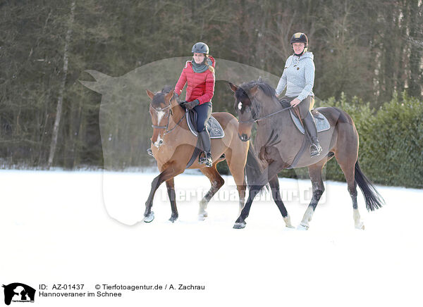 Hannoveraner im Schnee / AZ-01437