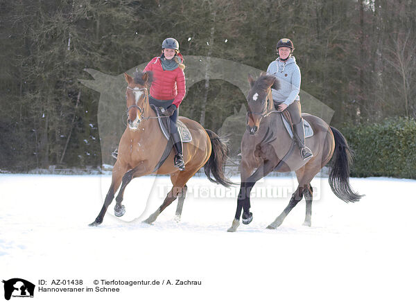 Hannoveraner im Schnee / Hanoverian in the snow / AZ-01438