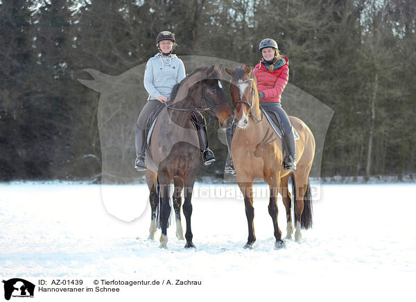 Hannoveraner im Schnee / AZ-01439