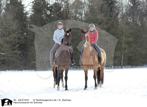 Hannoveraner im Schnee / Hanoverian in the snow / AZ-01441