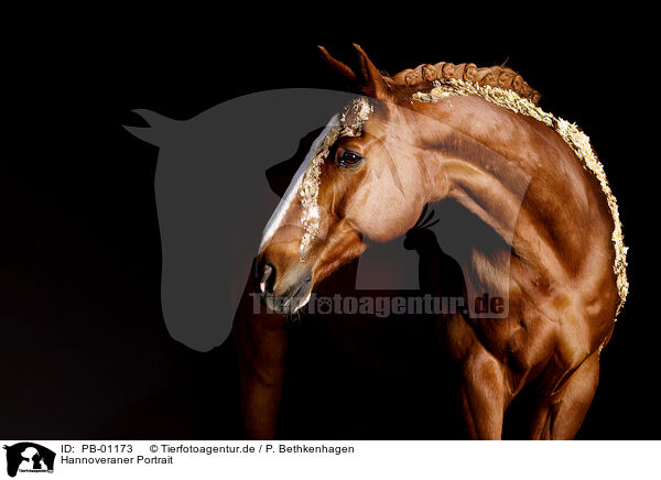 Hannoveraner Portrait / Hanoverian Portrait / PB-01173