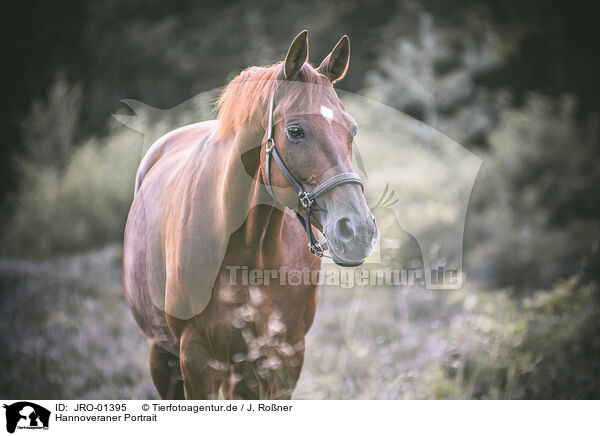 Hannoveraner Portrait / JRO-01395