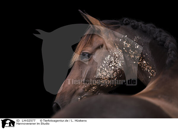 Hannoveraner im Studio / Hanoverian in the studio / LH-02577