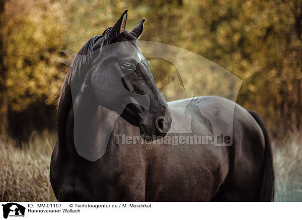 Hannoveraner Wallach / MM-01157
