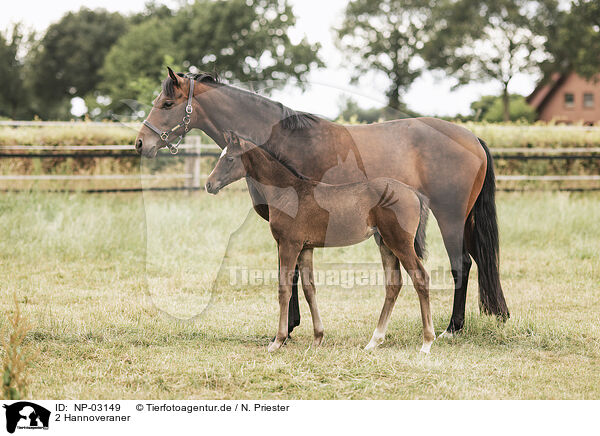 2 Hannoveraner / 2 Hanoverians / NP-03149