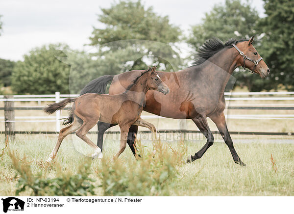 2 Hannoveraner / 2 Hanoverians / NP-03194