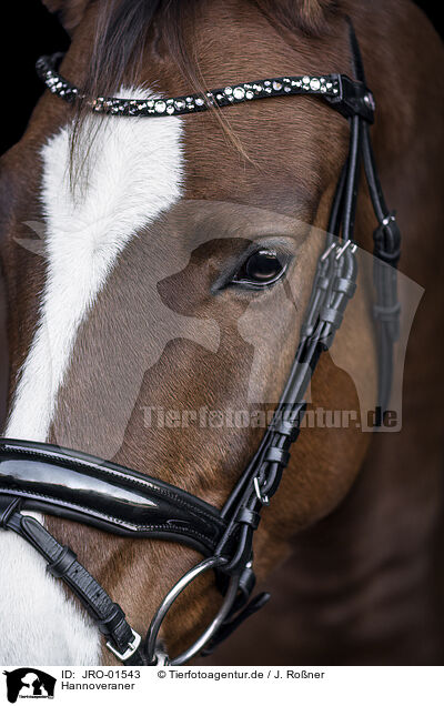 Hannoveraner / Hanoverian Horse / JRO-01543