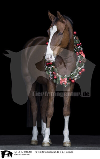 Hannoveraner / Hanoverian Horse / JRO-01548