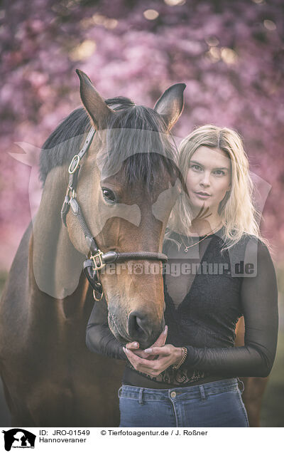 Hannoveraner / Hanoverian Horse / JRO-01549