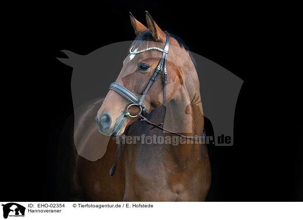 Hannoveraner / Hanoverian / EHO-02354