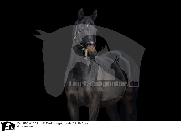 Hannoveraner / Hanoverian / JRO-01662