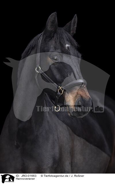 Hannoveraner / Hanoverian / JRO-01663