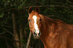 Hannoveraner im Portrait