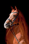 Hannoveraner Portrait