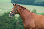 Hannoveraner Portrait