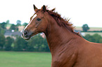 Hannoveraner Portrait