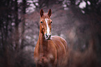 Hannoveraner Portrait