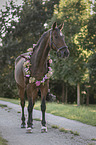 Hannoveraner mit Blumenschmuck