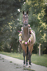 Hannoveraner mit Blumenschmuck