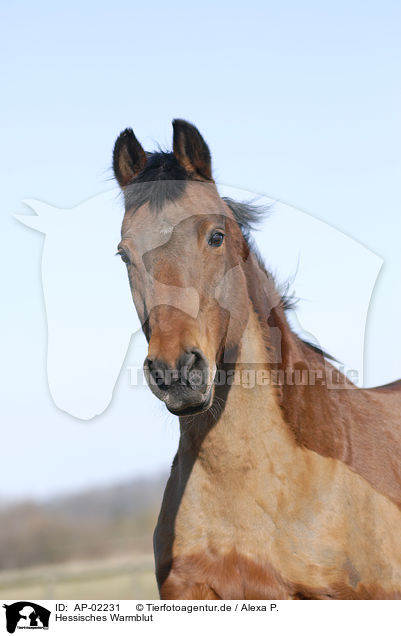 Hessisches Warmblut / brown horse / AP-02231